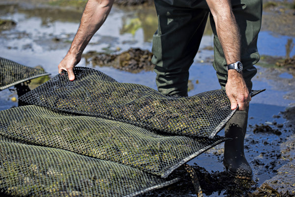 Oyster Farming: A Comprehensive Guide to Starting Your Own Farm