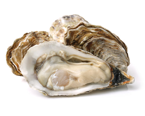 The Best Fresh Oysters